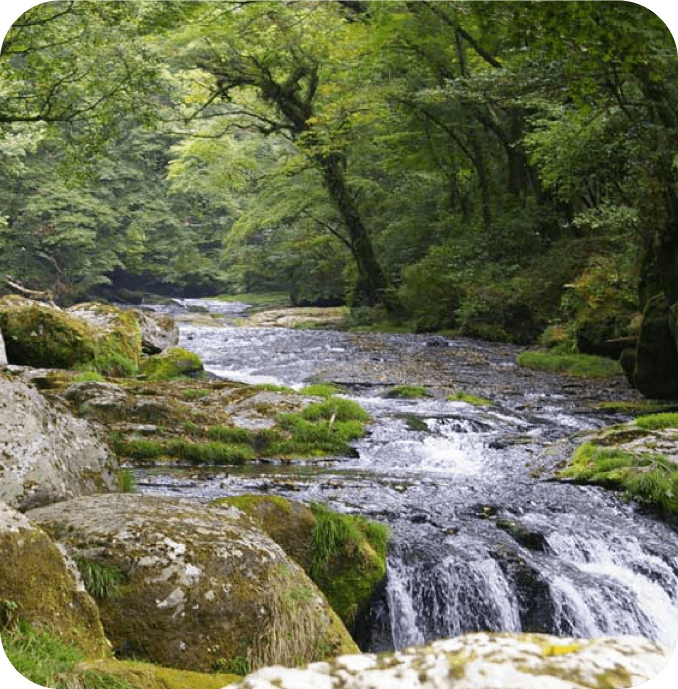 送料無料（北海道・沖縄県除く！） 初夏の菊池渓谷No.161\u0026No.162